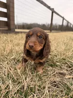 Arthur  , a male Miniature Dachshund for sale in Hillsboro, IA – Photo 2 of 4