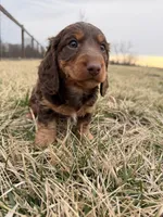 Arthur  , a male Miniature Dachshund for sale in Hillsboro, IA – Photo 1 of 4
