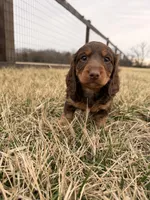 Arthur  , a male Miniature Dachshund for sale in Hillsboro, IA – Photo 4 of 4