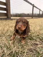 Arthur  , a male Miniature Dachshund for sale in Hillsboro, IA – Photo 3 of 4
