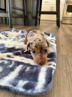 Daisy, a female Miniature Dachshund for sale in Hillsboro, IA – Photo 4 of 4