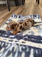 Daisy, a female Miniature Dachshund for sale in Hillsboro, IA – Photo 3 of 4