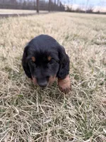 Bear, a male Miniature Dachshund for sale in Hillsboro, IA – Photo 2 of 6