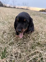 Bear, a male Miniature Dachshund for sale in Hillsboro, IA – Photo 3 of 6