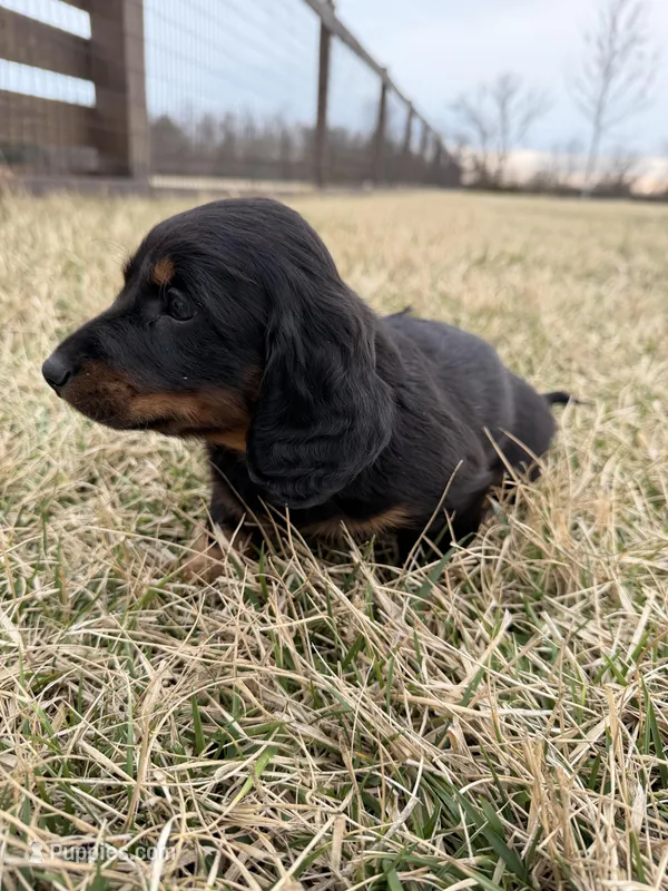 Bear – Miniature Dachshund puppy for sale in Hillsboro, IA