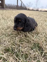 Bear, a male Miniature Dachshund for sale in Hillsboro, IA – Photo 6 of 6