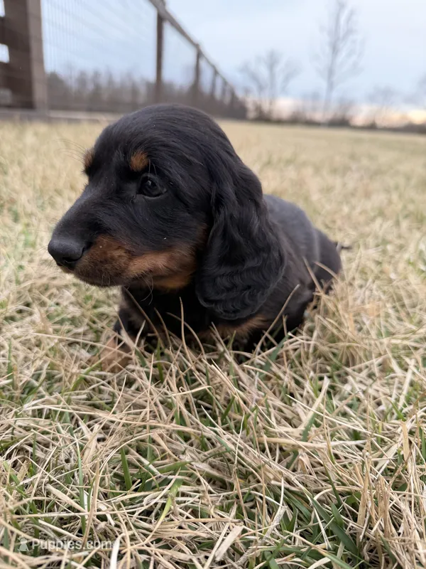 Bear – Miniature Dachshund puppy for sale in Hillsboro, IA
