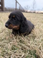Bear, a male Miniature Dachshund for sale in Hillsboro, IA – Photo 1 of 6