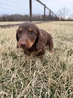 Layla, a female Miniature Dachshund for sale in Hillsboro, IA – Photo 2 of 4