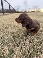 Layla, a female Miniature Dachshund for sale in Hillsboro, IA – Photo 4 of 4