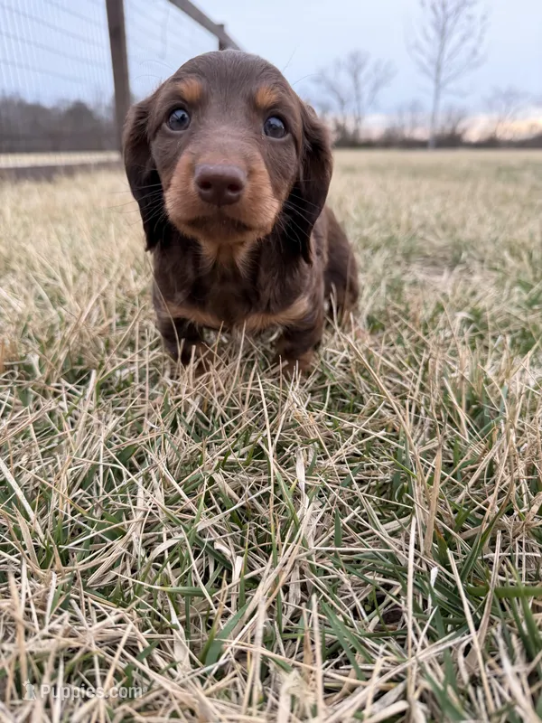 Layla – Miniature Dachshund puppy for sale in Hillsboro, IA