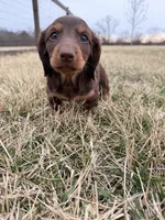 Layla, a female Miniature Dachshund for sale in Hillsboro, IA – Photo 1 of 4