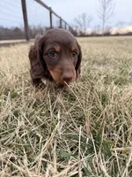 Layla, a female Miniature Dachshund for sale in Hillsboro, IA – Photo 3 of 4