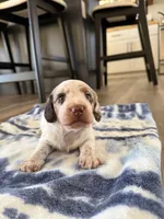 Murph, a male Miniature Dachshund for sale in Hillsboro, IA – Photo 4 of 4