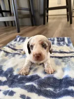 Murph, a male Miniature Dachshund for sale in Hillsboro, IA – Photo 1 of 4