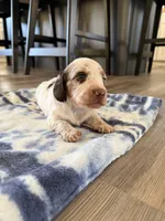 Murph, a male Miniature Dachshund for sale in Hillsboro, IA – Photo 3 of 4