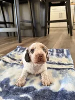 Murph, a male Miniature Dachshund for sale in Hillsboro, IA – Photo 2 of 4