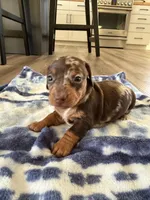 Milly, a female Miniature Dachshund for sale in Hillsboro, IA – Photo 1 of 4