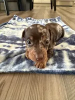 Milly, a female Miniature Dachshund for sale in Hillsboro, IA – Photo 3 of 4