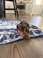 Milly, a female Miniature Dachshund for sale in Hillsboro, IA – Photo 4 of 4