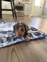 Milly, a female Miniature Dachshund for sale in Hillsboro, IA – Photo 2 of 4