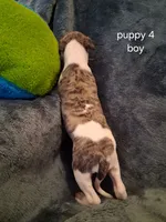 puppy 4, a male Whippet for sale in Ypsilanti, MI – 4 of 4