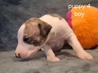 puppy 4, a male Whippet for sale in Ypsilanti, MI – 3 of 4