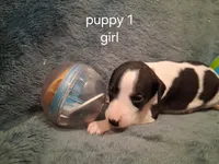 puppy 1 , a female Whippet for sale in Ypsilanti, MI – 3 of 3