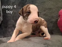 puppy 4, a male Whippet for sale in Ypsilanti, MI – 1 of 4