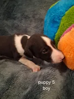 puppy 5, a male Whippet for sale in Ypsilanti, MI – 2 of 5