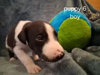 puppy 6, a male Whippet for sale in Ypsilanti, MI – 5 of 5