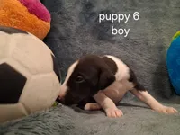 puppy 6, a male Whippet for sale in Ypsilanti, MI – 4 of 5