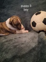 puppy 3, a male Whippet for sale in Ypsilanti, MI – 4 of 4