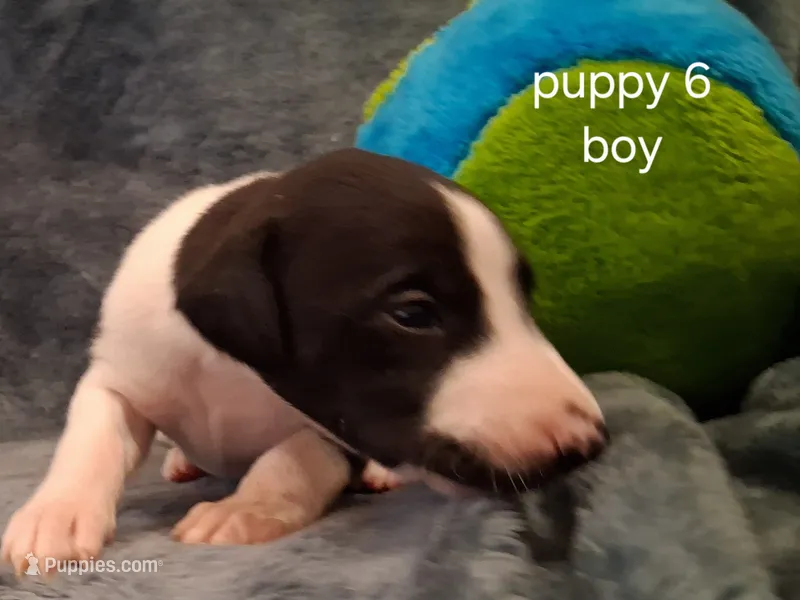 puppy 6 – Whippet puppy for sale in Ypsilanti, MI