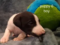 puppy 6, a male Whippet for sale in Ypsilanti, MI – 1 of 5