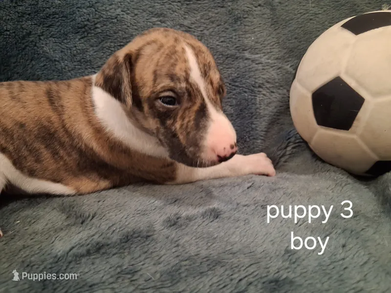 puppy 3 – Whippet puppy for sale in Ypsilanti, MI