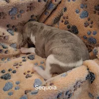 Sequoia , a male Whippet for sale in Ypsilanti, MI – Photo 5 of 5