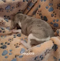 Sequoia , a male Whippet for sale in Ypsilanti, MI – Photo 5 of 5