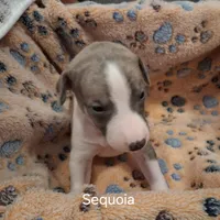 Sequoia , a male Whippet for sale in Ypsilanti, MI – Photo 3 of 5