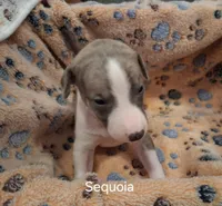 Sequoia , a male Whippet for sale in Ypsilanti, MI – Photo 3 of 5