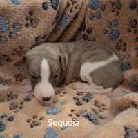 Sequoia , a male Whippet for sale in Ypsilanti, MI – Photo 4 of 5