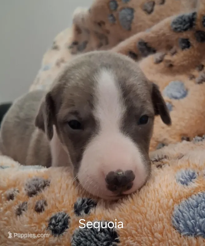 Sequoia , a male Whippet for sale in Ypsilanti, MI – Photo 1 of 5