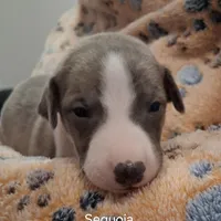 Sequoia , a male Whippet for sale in Ypsilanti, MI – Photo 1 of 5