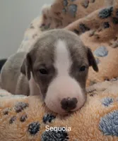 Sequoia , a male Whippet for sale in Ypsilanti, MI – Photo 1 of 5