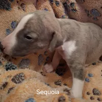 Sequoia , a male Whippet for sale in Ypsilanti, MI – Photo 2 of 5