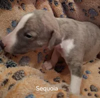 Sequoia , a male Whippet for sale in Ypsilanti, MI – Photo 2 of 5
