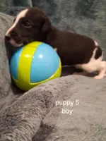 puppy 5, a male Whippet for sale in Ypsilanti, MI – 4 of 5
