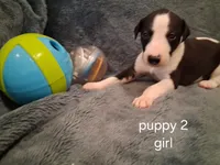puppy 2, a female Whippet for sale in Ypsilanti, MI – 2 of 4