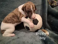 puppy 3, a male Whippet for sale in Ypsilanti, MI – 2 of 4
