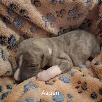 Aspen , a male Whippet for sale in Ypsilanti, MI – Photo 4 of 7